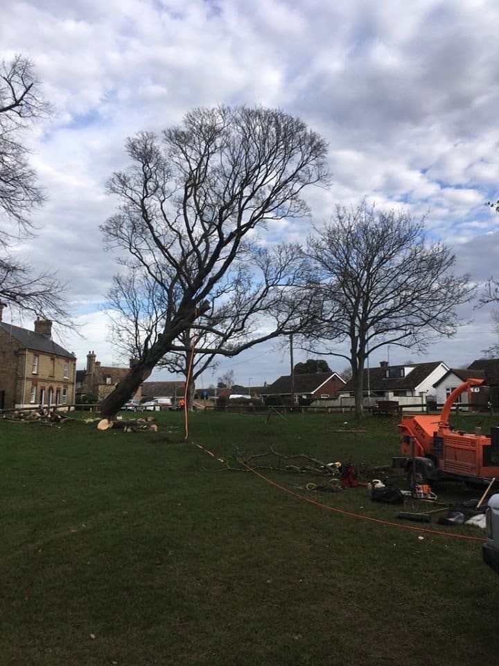 Tree Bracing Process