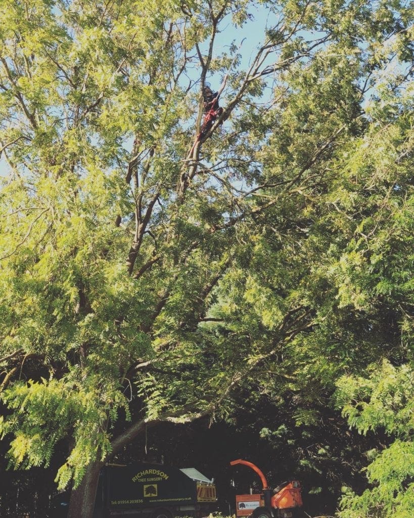 Tree Management Cambridge